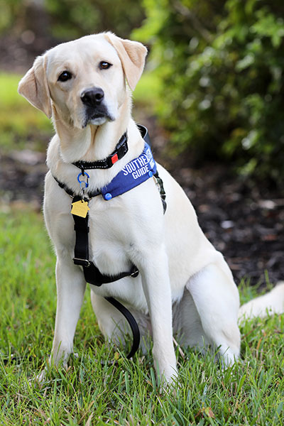 Buffy the COVID-19 detecting dog wearing a Southeastern Guide Dogs harness