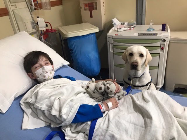 Posey, the Facility Dog, making rounds with stuffed animals for patients.