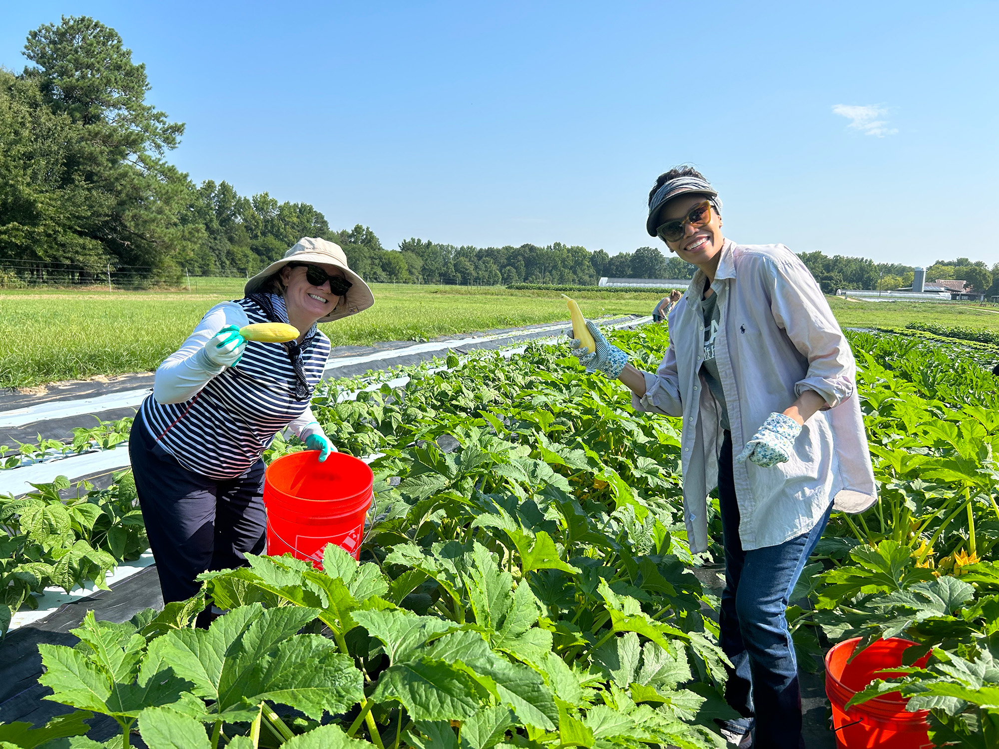 Two ladies in a field harvesting fresh vegetables