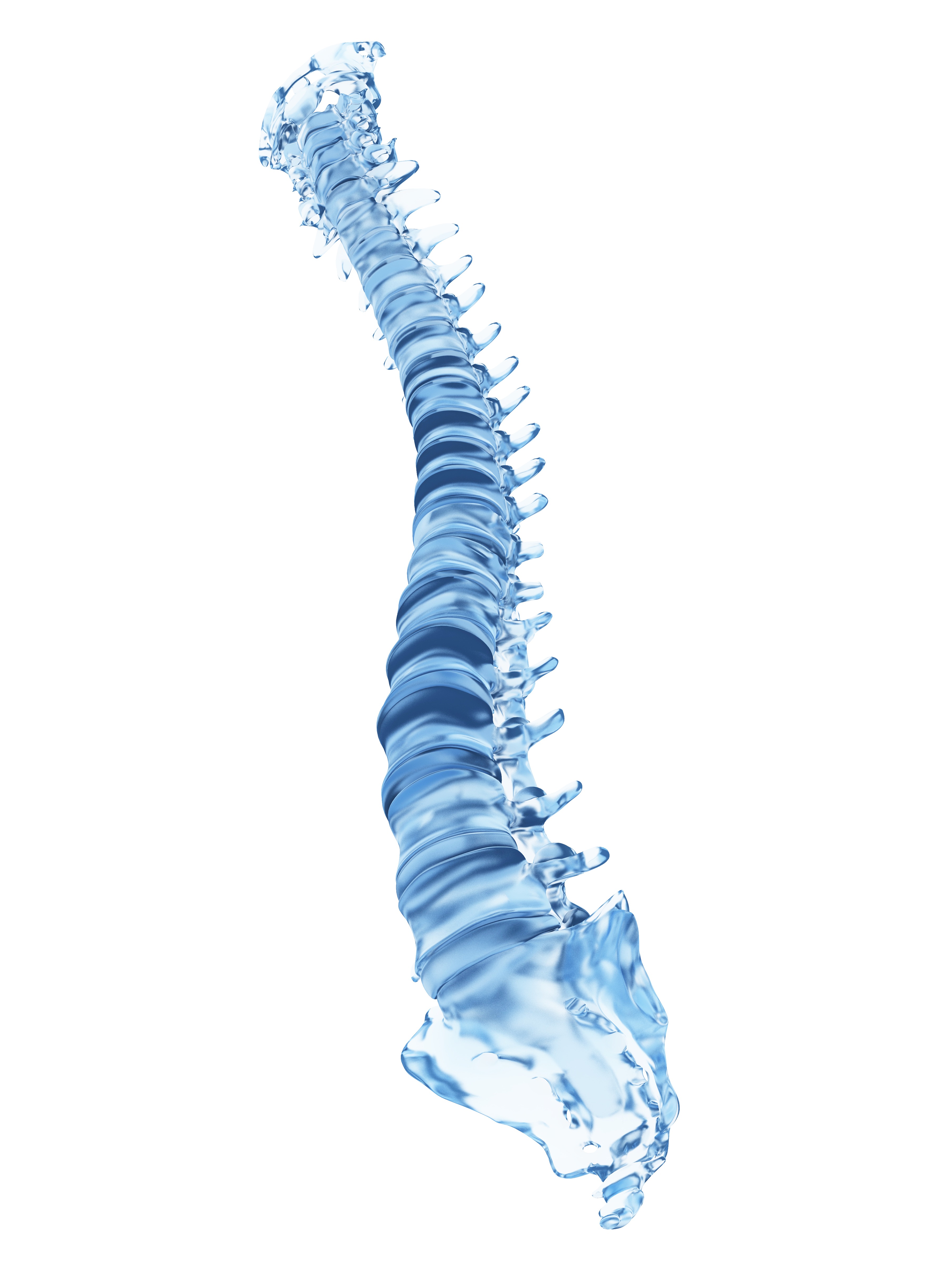 Human spine, computer illustration - stock illustration